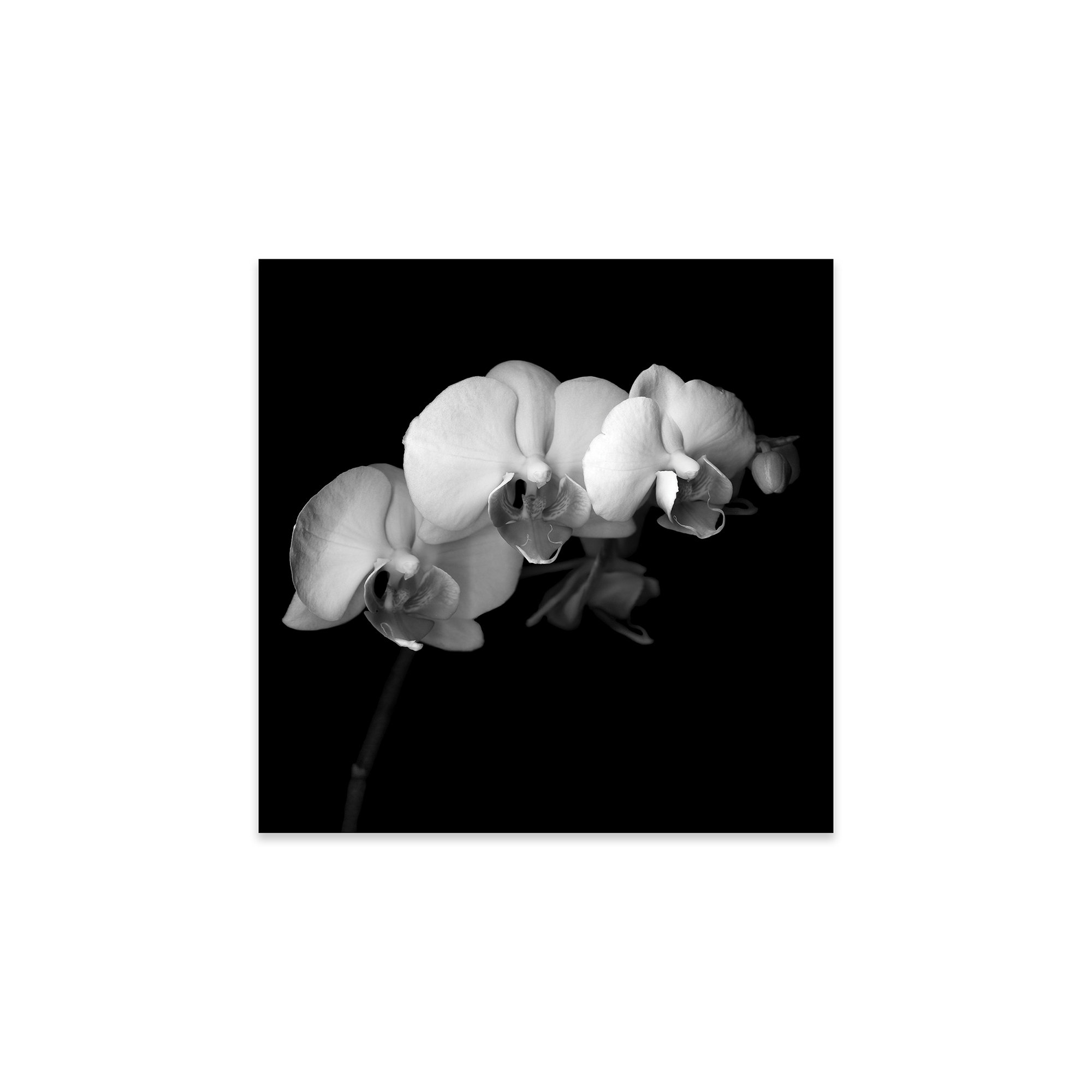 Latitude Run® Easter Orchid V, B&W by Magda Indigo No Frame Painting